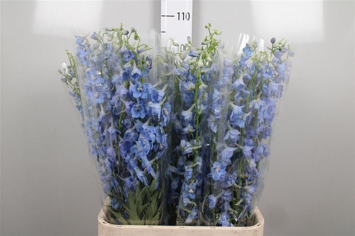 <h4>Delph En Sky Waltz</h4>