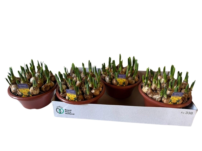 <h4>NARC O TETE A TETE</h4>