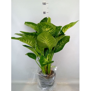 Dieffenbachia seg. 'Reeva'