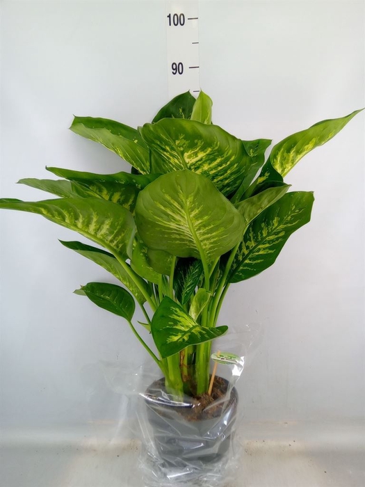 <h4>Dieffenbachia seg. 'Reeva'</h4>