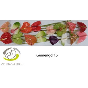 Anth A Mix 11 cm X16 Spek Flowers