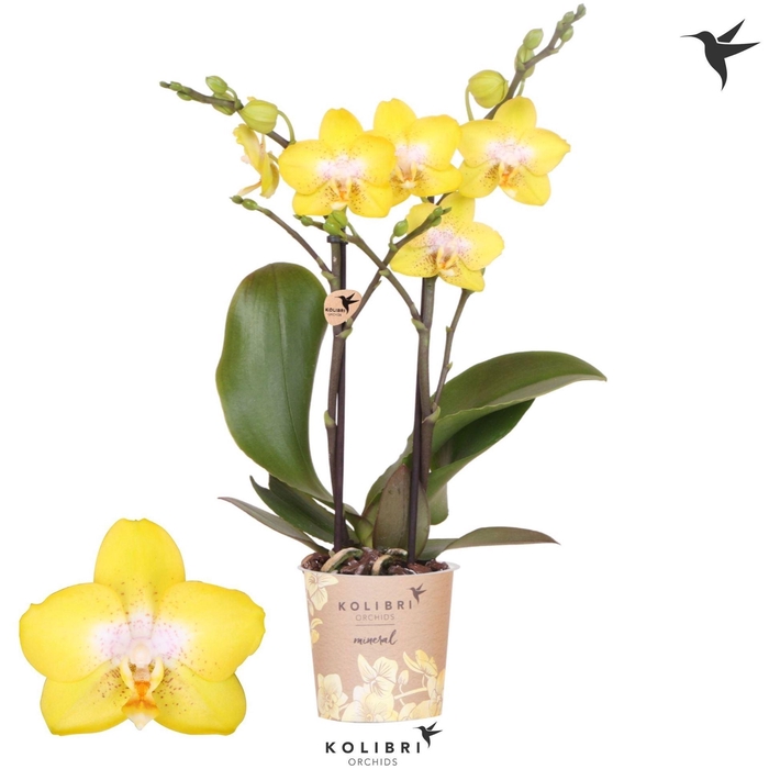 <h4>PHALAENOPSIS MULTI. 'ANT AREZZO' 2</h4>