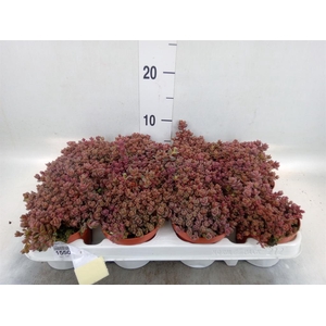 Sedum cyaneum 'Rosenteppich'