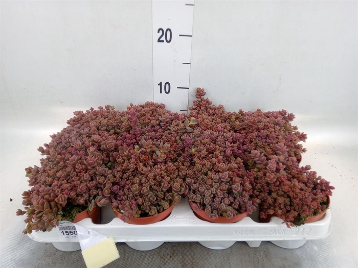 <h4>Sedum cyaneum 'Rosenteppich'</h4>