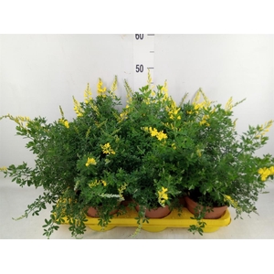 Genista spachiana