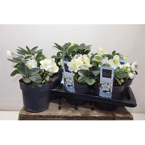 arr8 Hell Ni Chr Carol