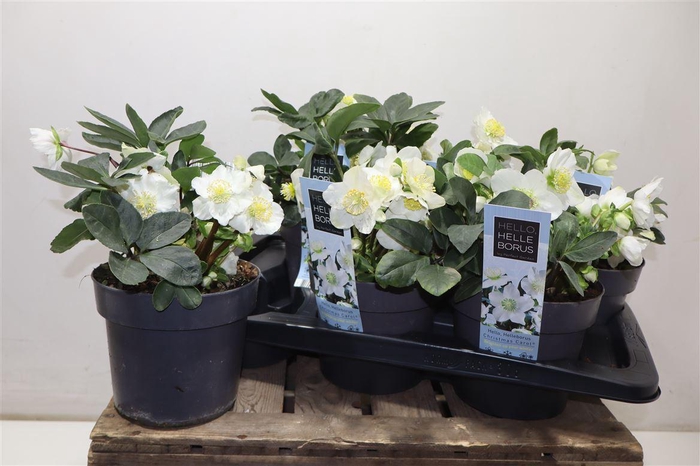 <h4>arr8 Hell Ni Chr Carol</h4>