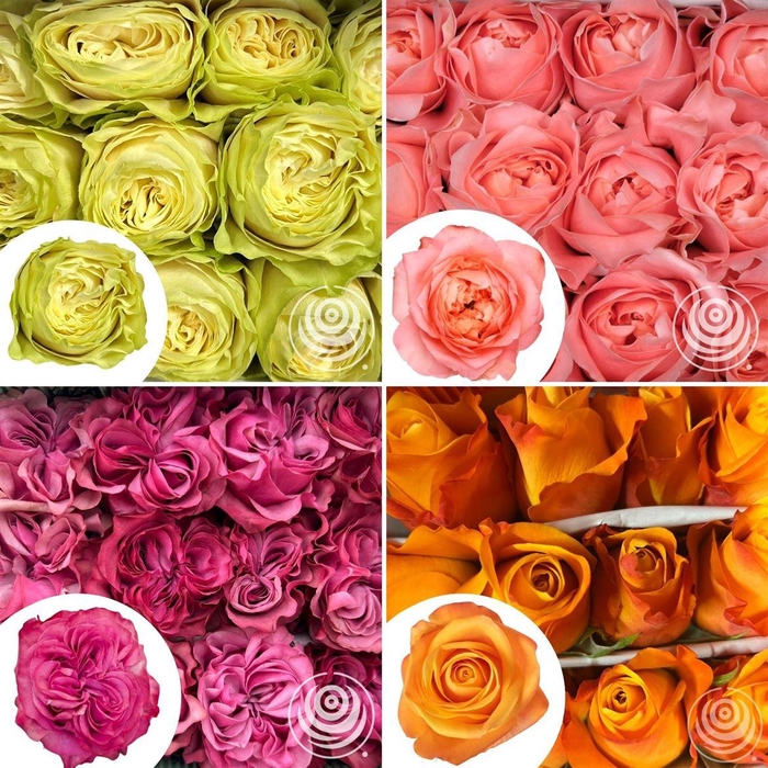 <h4>R Eq Mix Aloha, D Purple, F Monty, Proud</h4>