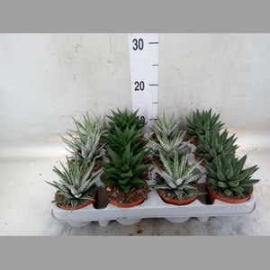 Haworthia   ...mix