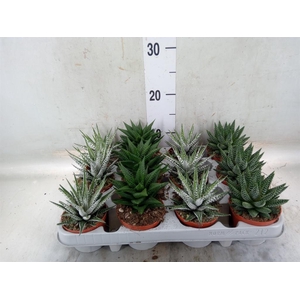 Haworthia   ...mix