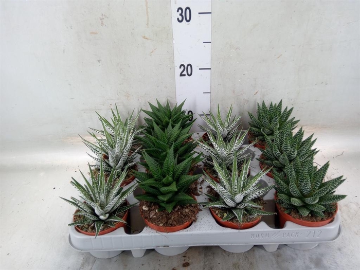 <h4>Haworthia   ...mix</h4>