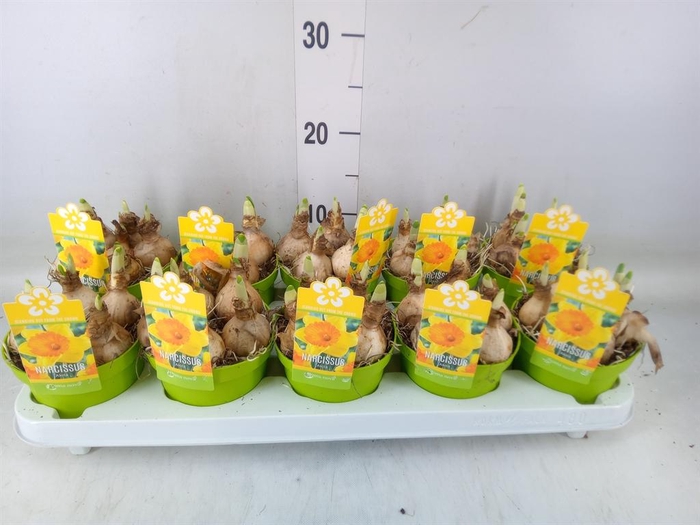 <h4>Narcissus   ...</h4>