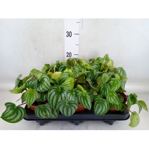 Peperomia argyreia 'Costa Rica'