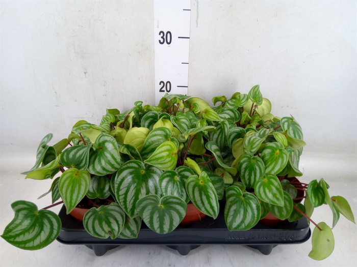 <h4>Peperomia argyreia 'Costa Rica'</h4>