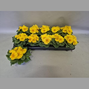 PRIM AC PARADISO YEL