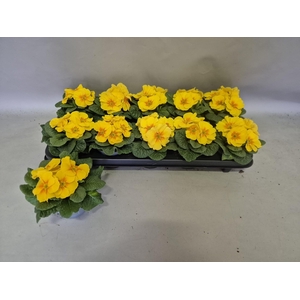 PRIM AC PARADISO YEL