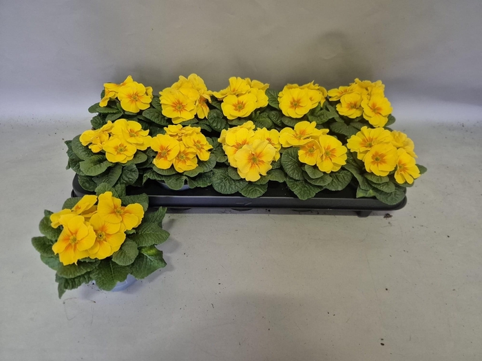 <h4>PRIM AC PARADISO YEL</h4>