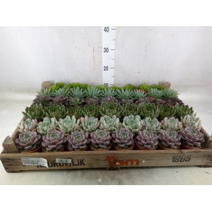 Echeveria   ...