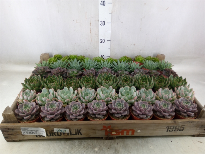 <h4>Echeveria   ...</h4>