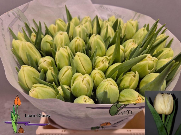 <h4>Tulipa do verona</h4>