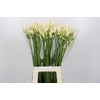 Agapanthus Gletsjer