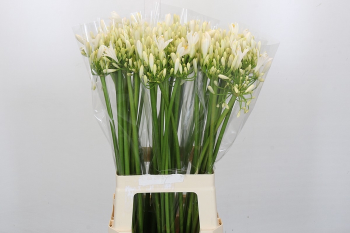 Agapanthus Gletsjer