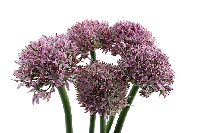 Allium Pink Jewel Extra