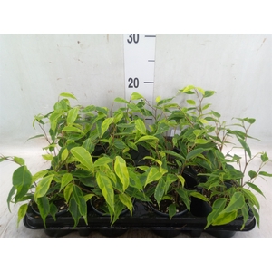 Ficus benja. 'Petite Samantha'