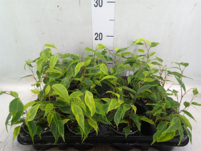 <h4>Ficus benja. 'Petite Samantha'</h4>