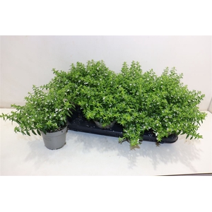 Cuph Hyssopifolia White