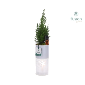 Glas tube Led planter groot met Chamaecyparis