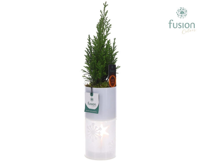 <h4>Glas tube Led planter groot met Chamaecyparis</h4>