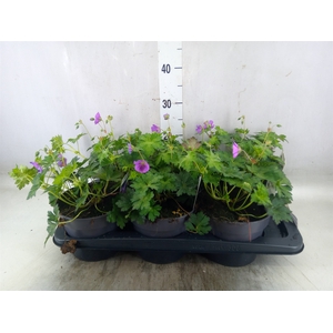 Geranium  'Rozanne'