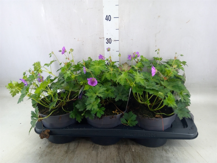 <h4>Geranium  'Rozanne'</h4>