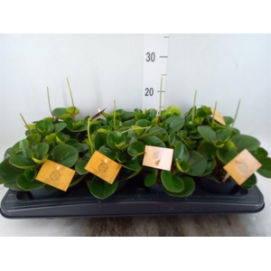 Peperomia obt. 'Obtipan'