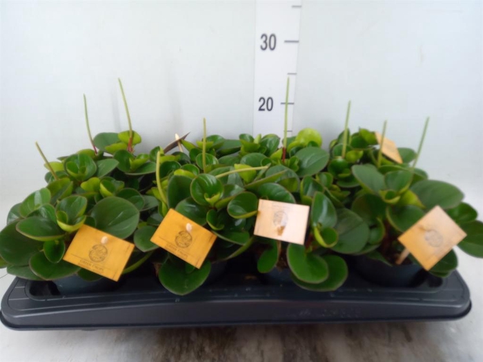 <h4>Peperomia obt. 'Obtipan'</h4>