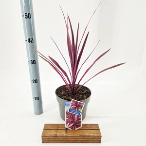 Cordyline
