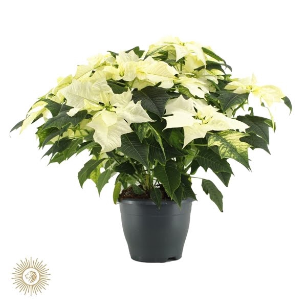 <h4>poinsettia Alaska wit</h4>