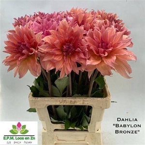 Dahl Babylon Bronze