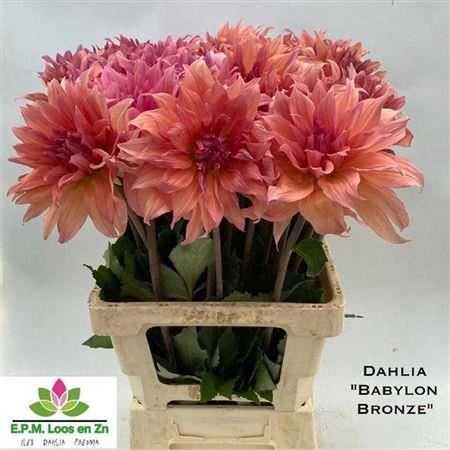 <h4>Dahl Babylon Bronze</h4>
