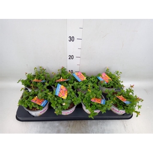 Portulaca   ...mix in pot