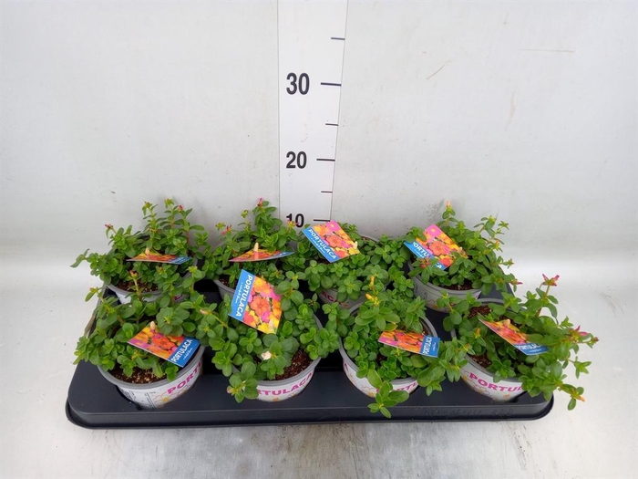 <h4>Portulaca   ...mix in pot</h4>