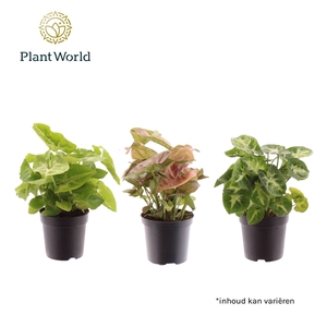 Syngonium gemengd 7 cm