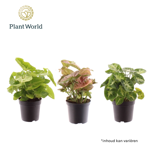 <h4>Syngonium gemengd 7 cm</h4>