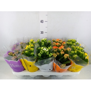 Kalanchoe blos.   ..rosebud mix  4