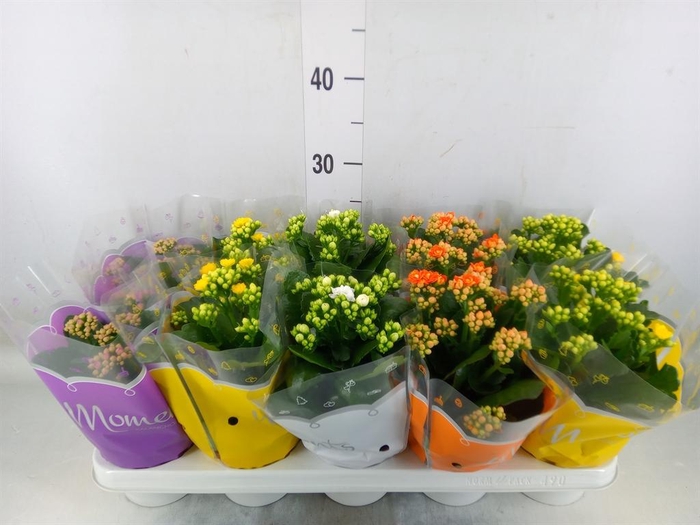 <h4>Kalanchoe blos. ..rosebud mix 4</h4>