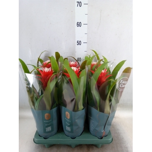 Guzmania  'Hope'