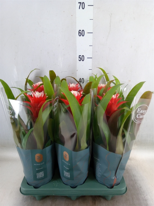 <h4>Guzmania  'Hope'</h4>