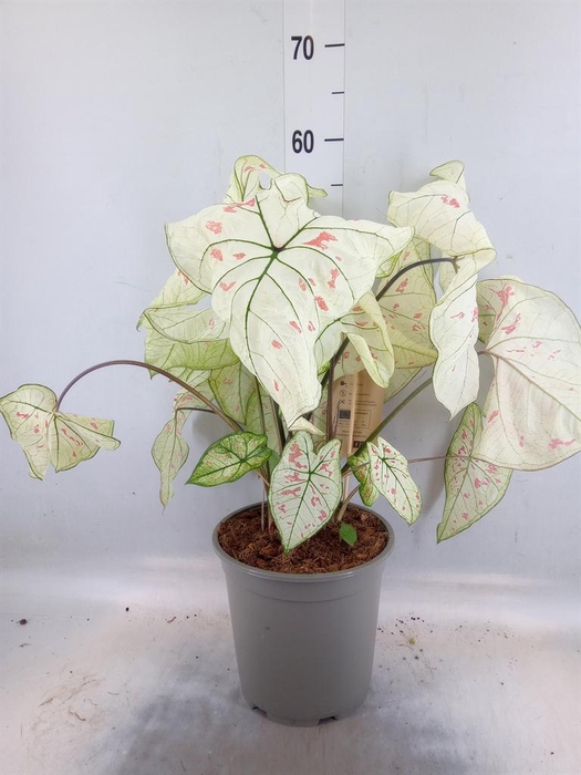 <h4>Caladium   ...</h4>