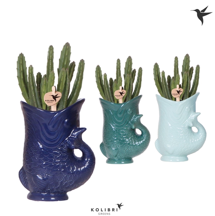 <h4>Kolibri Greens Stapelia Leendertziae in Fish pot blue mix</h4>